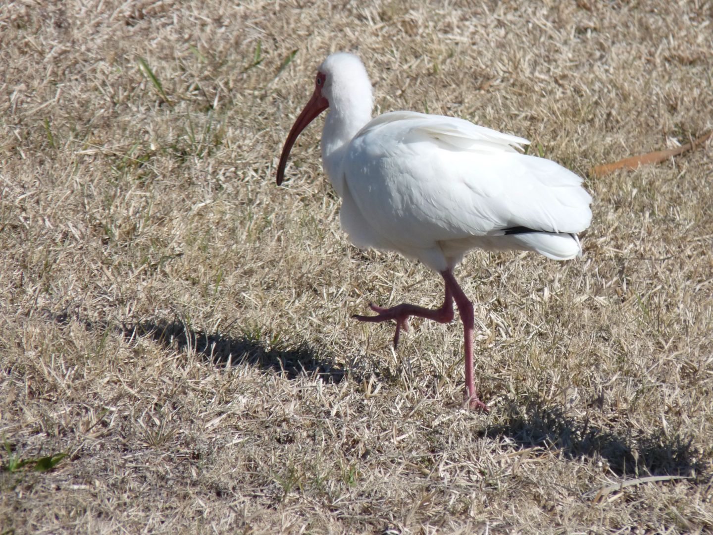 White Curlew Ibis