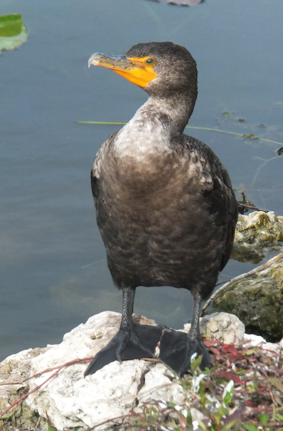 Double crested cormorants