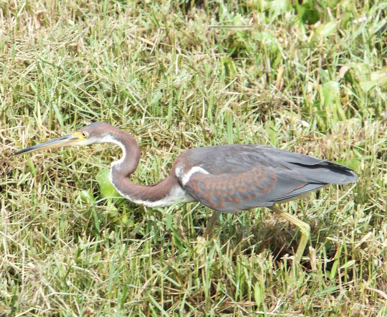 Curved neck pelican