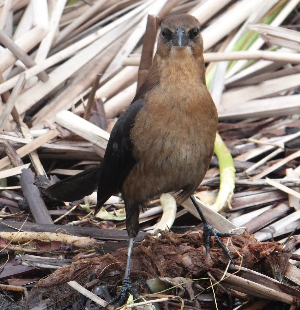 Boat Tailed Grackle