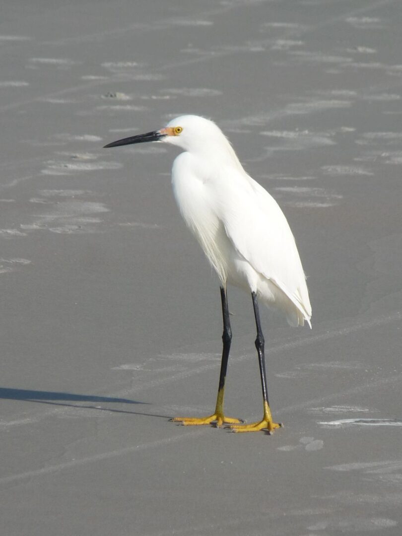 Crane on river