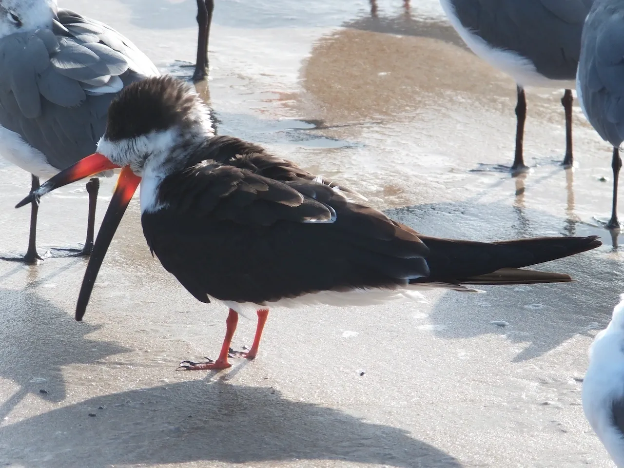 Black Skimmer