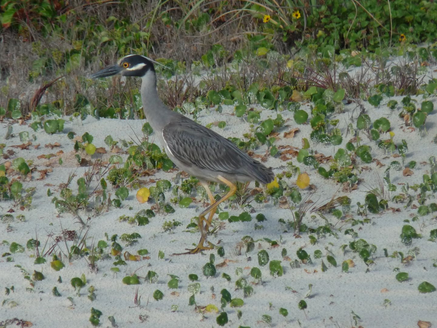 Crowned Night Heron