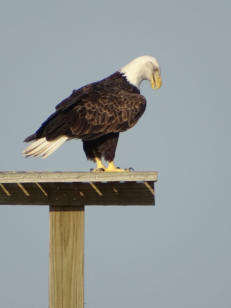 Bald Eagle large