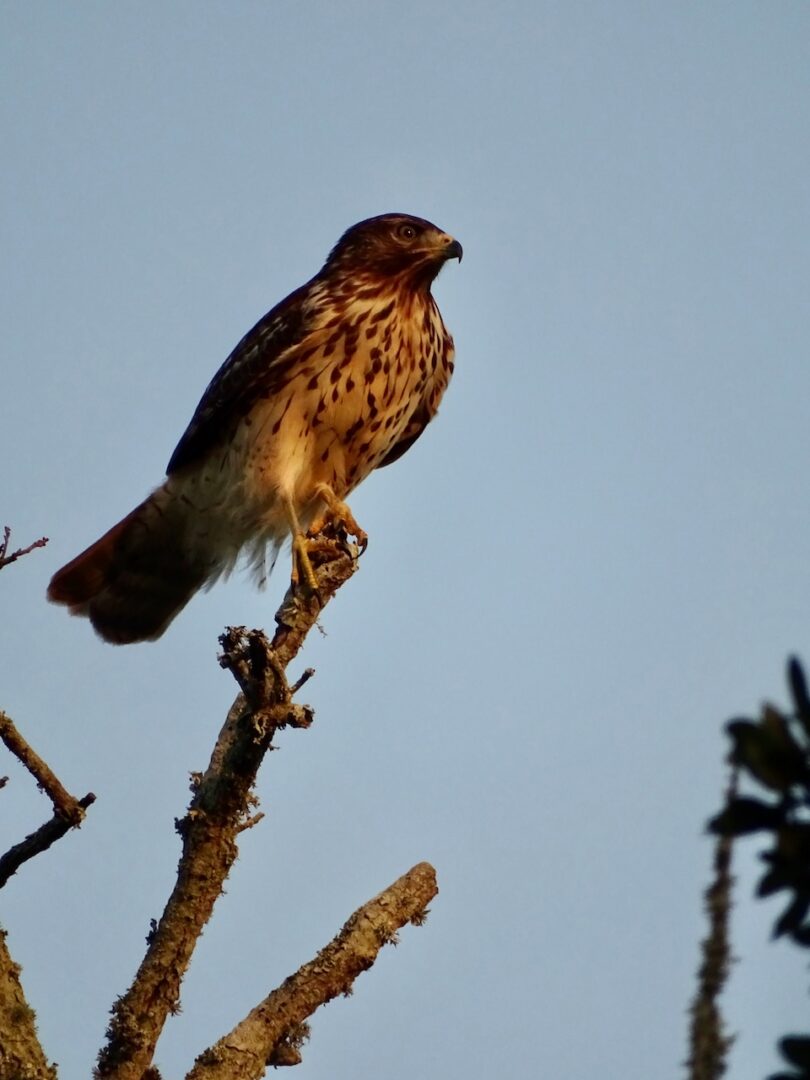 Sharp-shinned Hawk